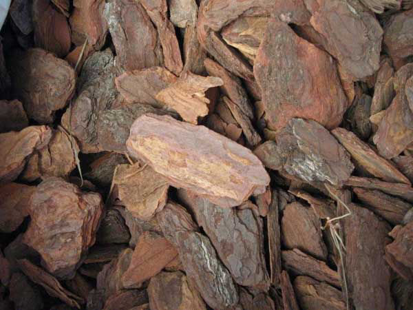 Carrasca